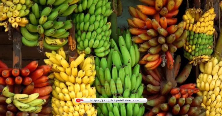 different types of bananas