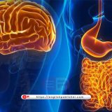 digestive system and brain