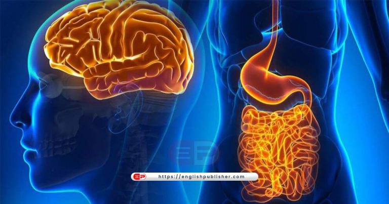 digestive system and brain