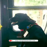 A dog traveling