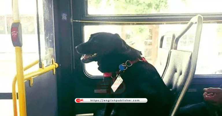 A dog traveling