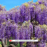 Wisteria