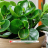 Peperomia