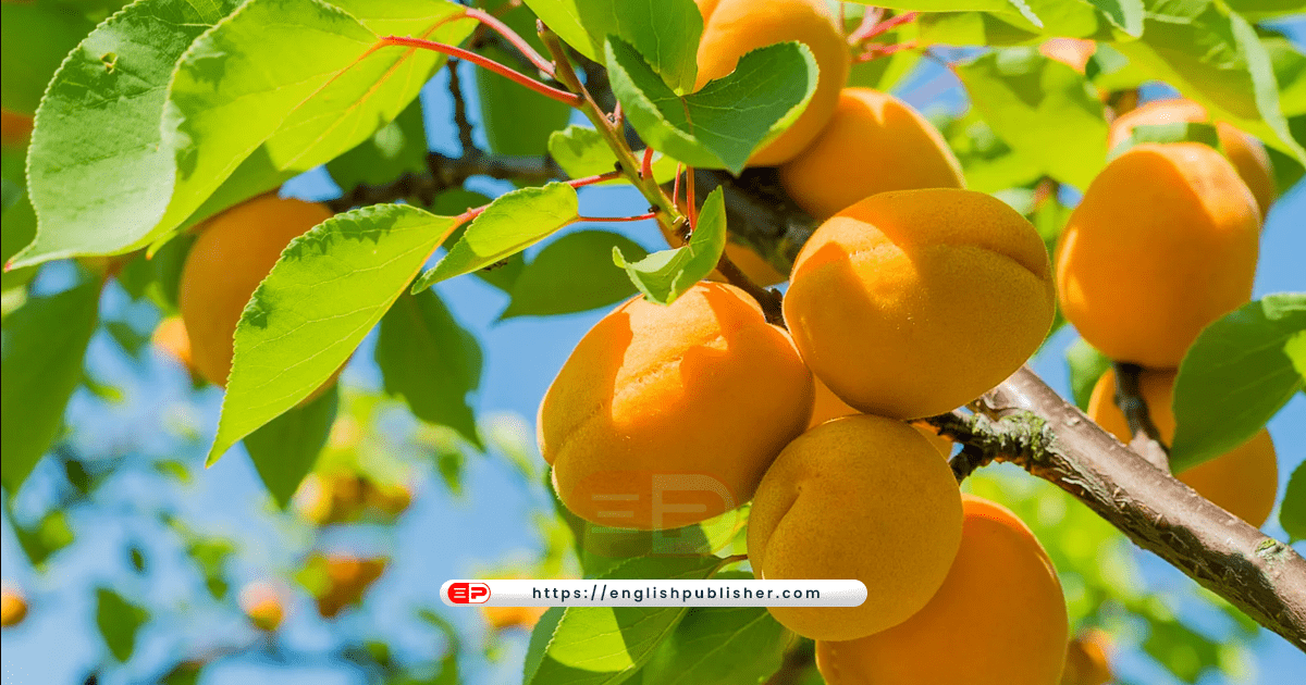 Fruiting plants