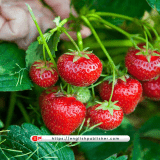 grow strawberries