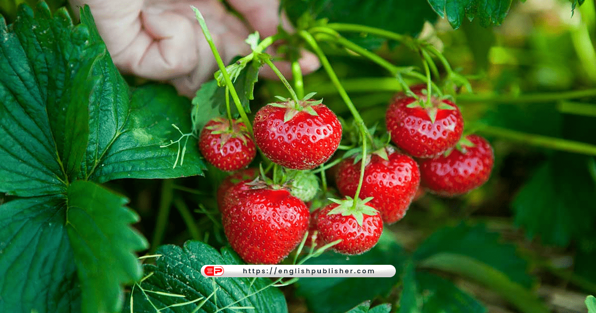 grow strawberries