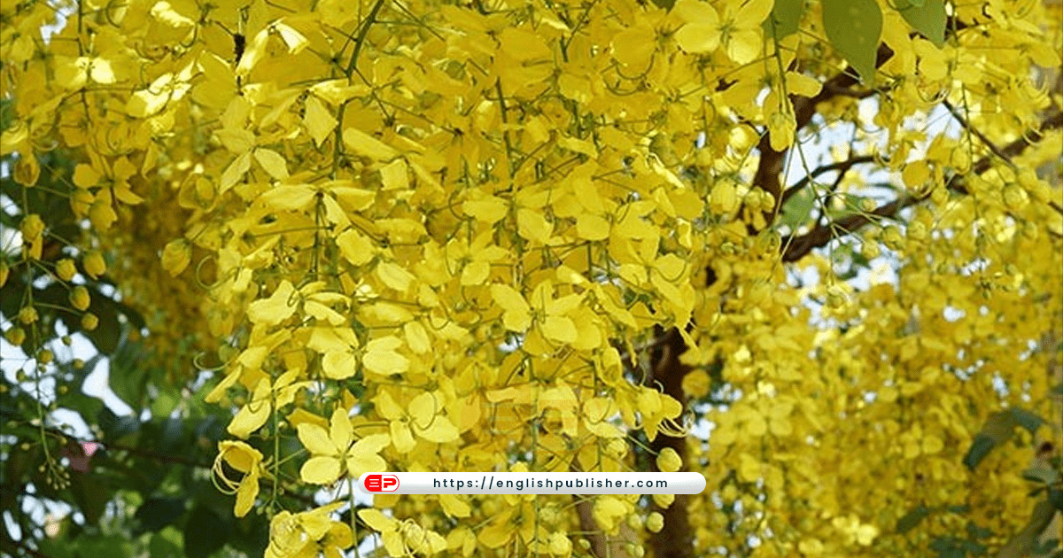 Cassia Fistula